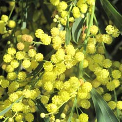 Acacia retinodes